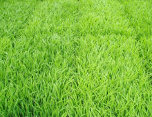 nEẌ img